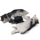 Niedliche Kawaii Schlafende Haustier Figurine Sammlung Dekoration Kühlschrankmagnet Kaffee Lie Shiba Inu