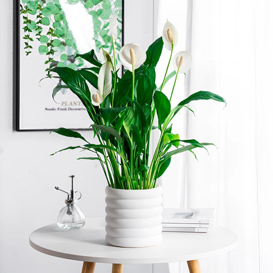 Frendorf | Verdéva - Moderne Indoor-Topf