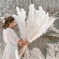 Pampas Getrocknete Blumen