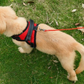 Frendorf | Hundeweste Harness