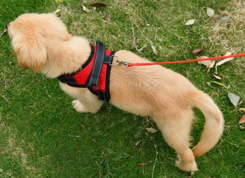 Frendorf | Hundeweste Harness