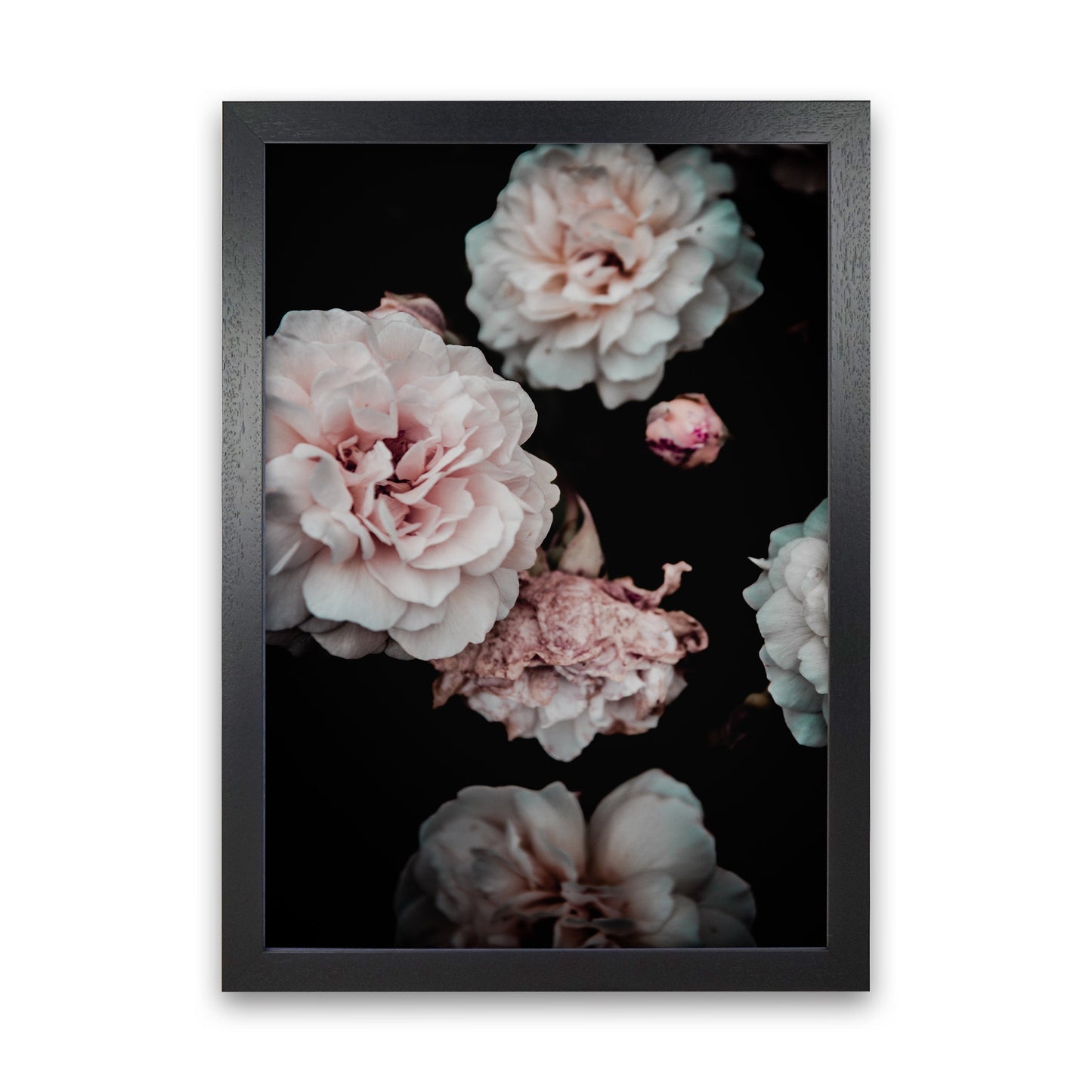 Crisp Pink Fotodruck