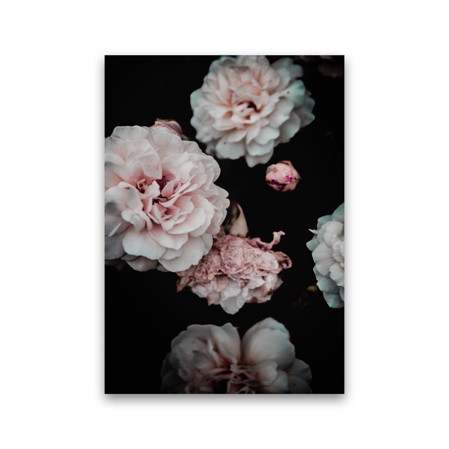 Crisp Pink Fotodruck