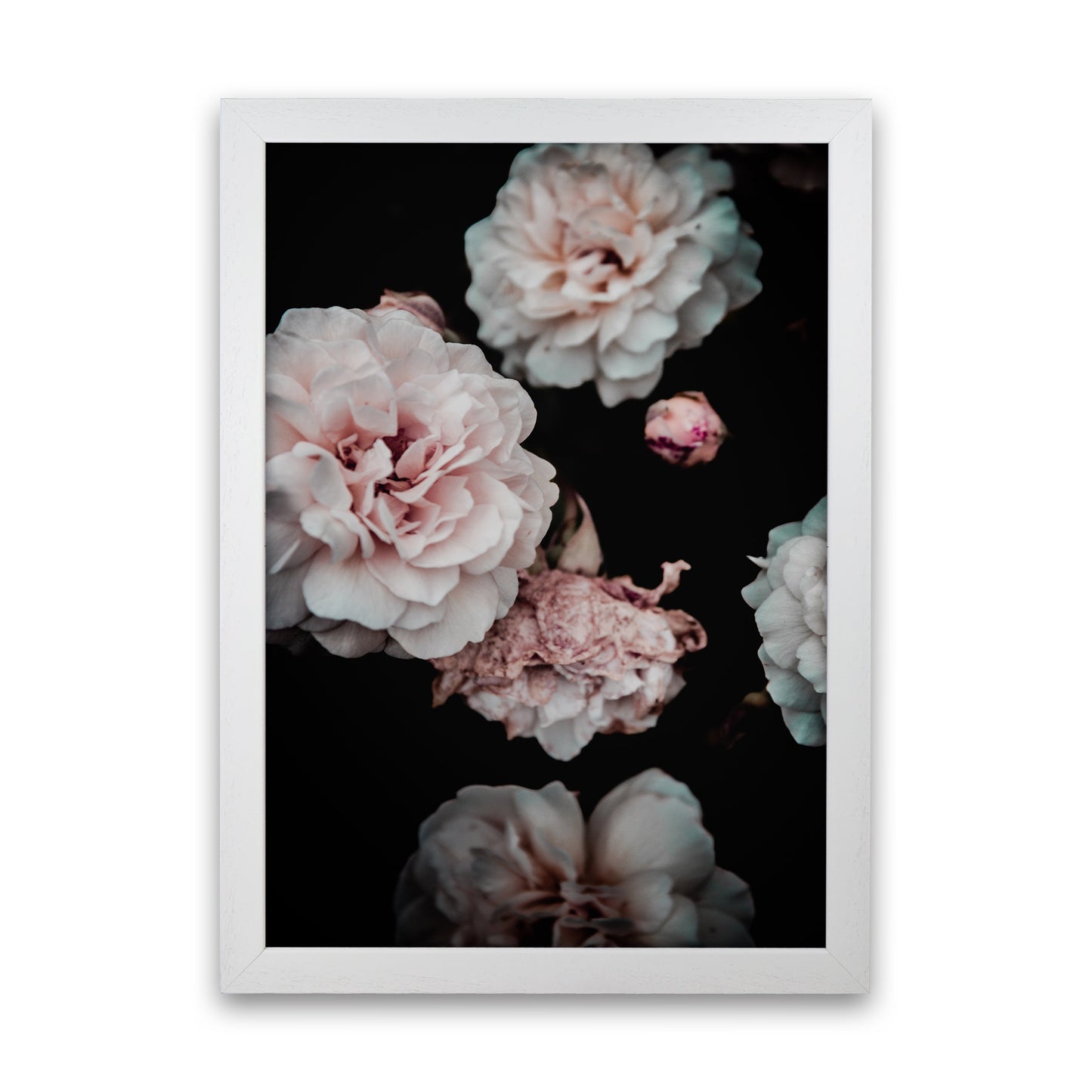 Crisp Pink Fotodruck