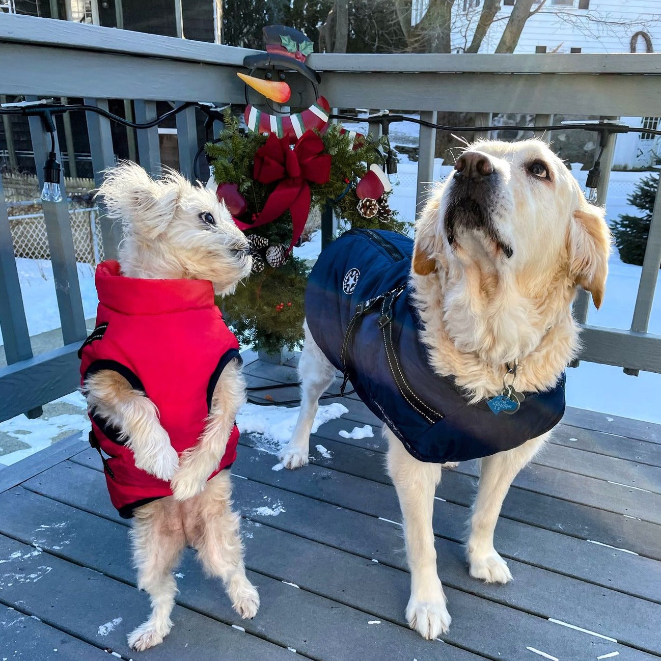 Frendorf | DoggyKönig 3 in 1 Jacket