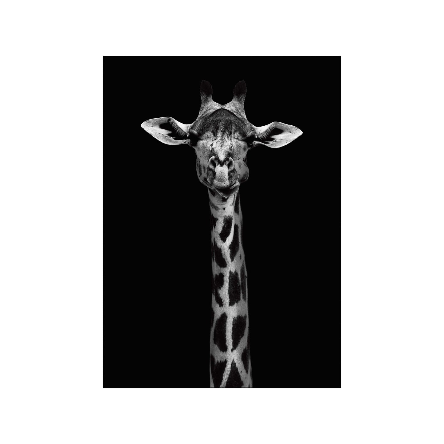Giraffe Portrait