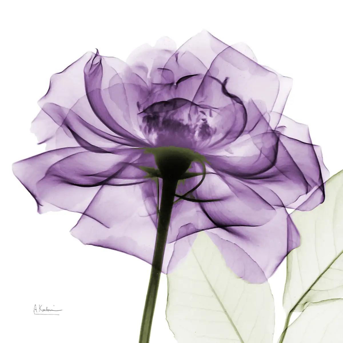 Frendorf | Ein lila Rosen Wandkunst