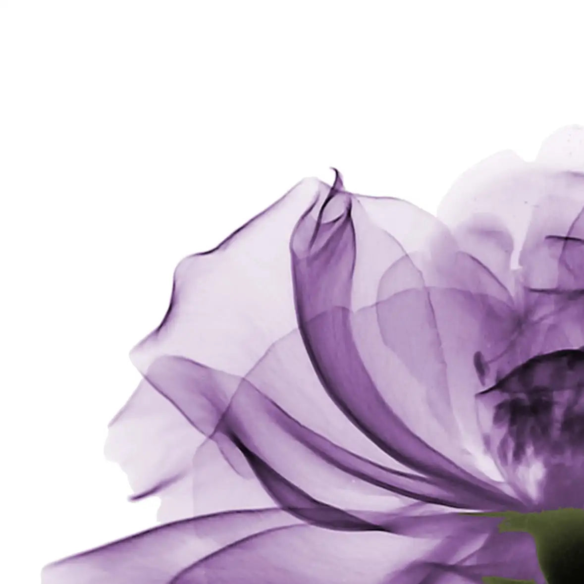 Frendorf | Ein lila Rosen Wandkunst