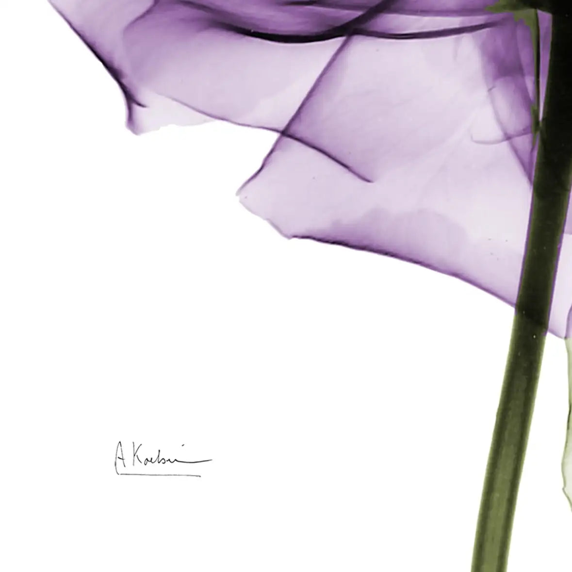 Frendorf | Ein lila Rosen Wandkunst