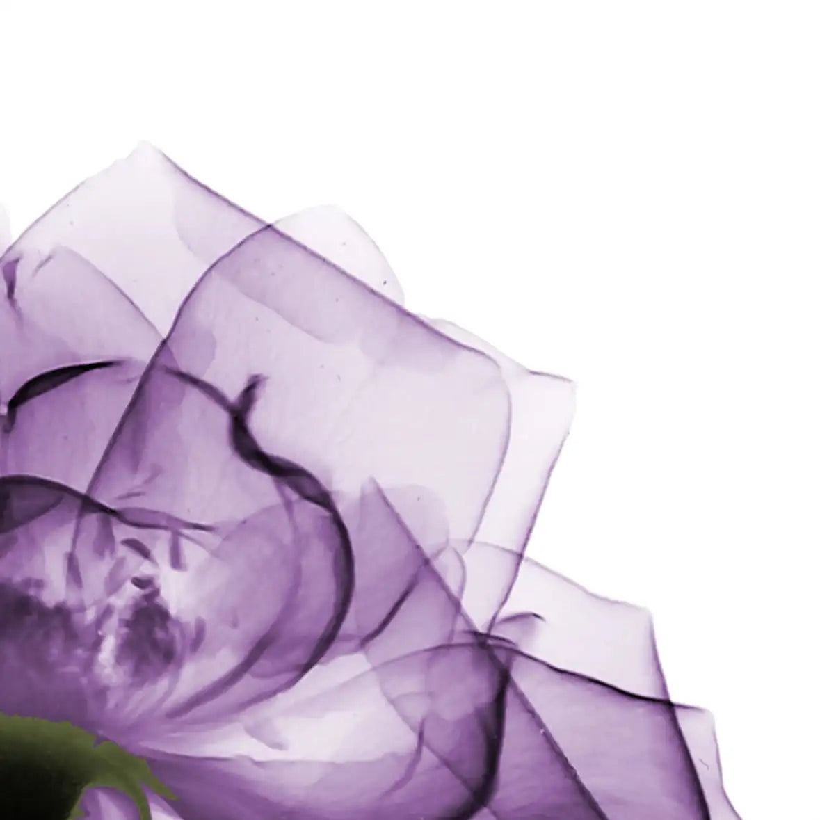 Frendorf | Ein lila Rosen Wandkunst