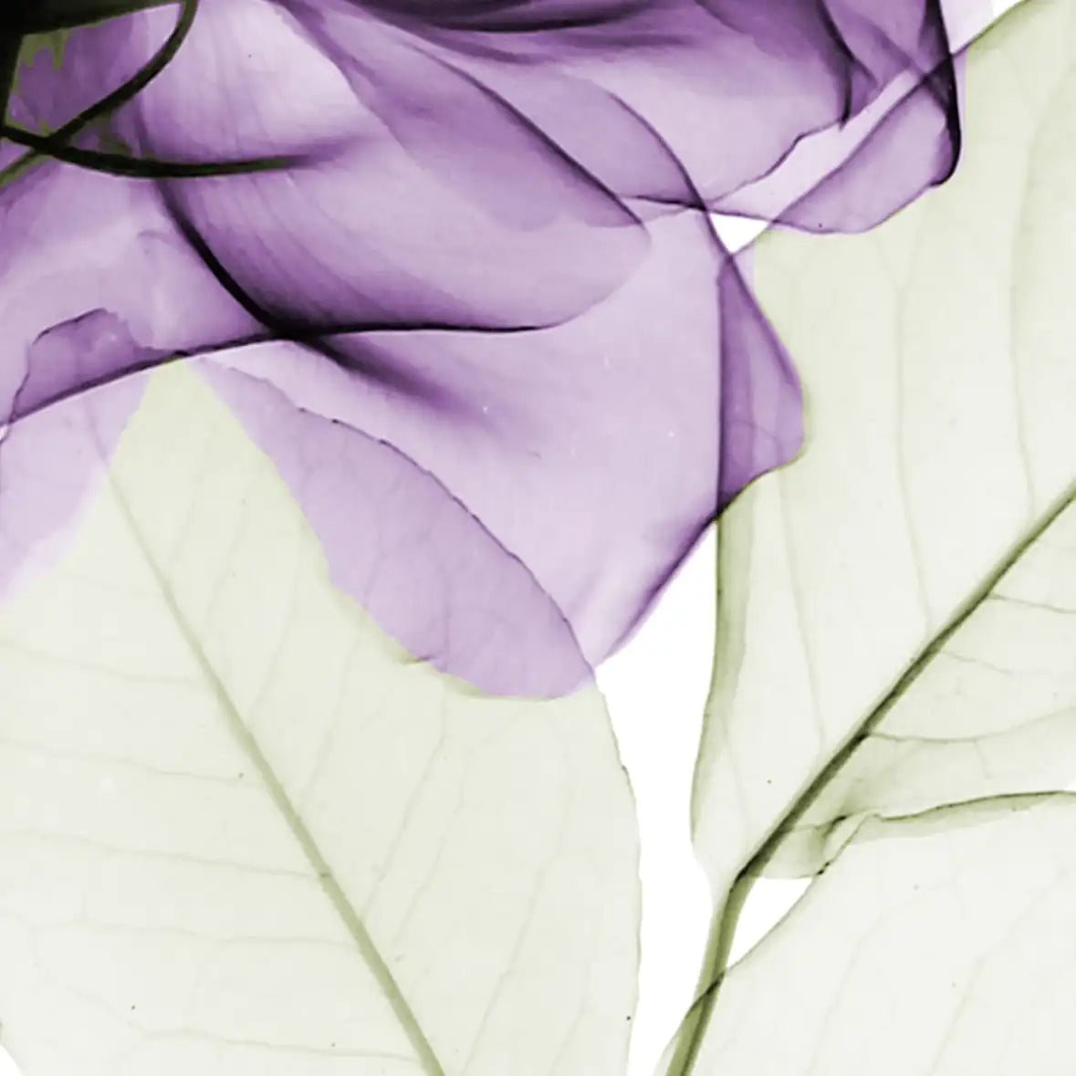 Frendorf | Ein lila Rosen Wandkunst