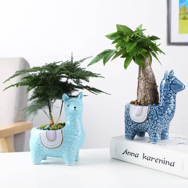 Frendorf | AlpacaSprout - Schöner Alpaka-Sukkulenttopf für dein Zimmer