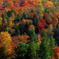 Frendorf | Herbstblätter in Vermont USA Wandkunst