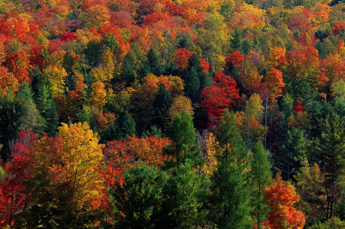 Frendorf | Herbstblätter in Vermont USA Wandkunst