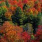 Frendorf | Herbstblätter in Vermont USA Wandkunst