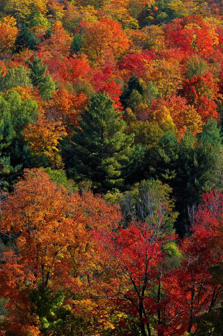 Frendorf | Herbstblätter in Vermont USA Wandkunst