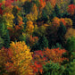Frendorf | Herbstblätter in Vermont USA Wandkunst