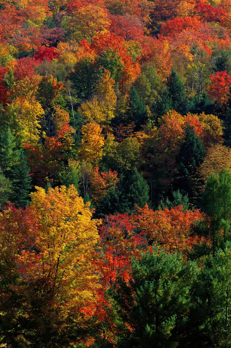 Frendorf | Herbstblätter in Vermont USA Wandkunst