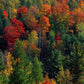 Frendorf | Herbstblätter in Vermont USA Wandkunst