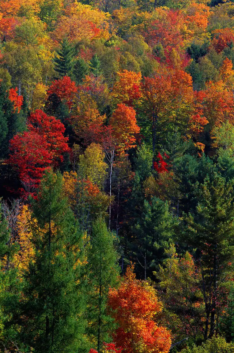 Frendorf | Herbstblätter in Vermont USA Wandkunst