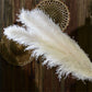 Pampas Getrocknete Blumen
