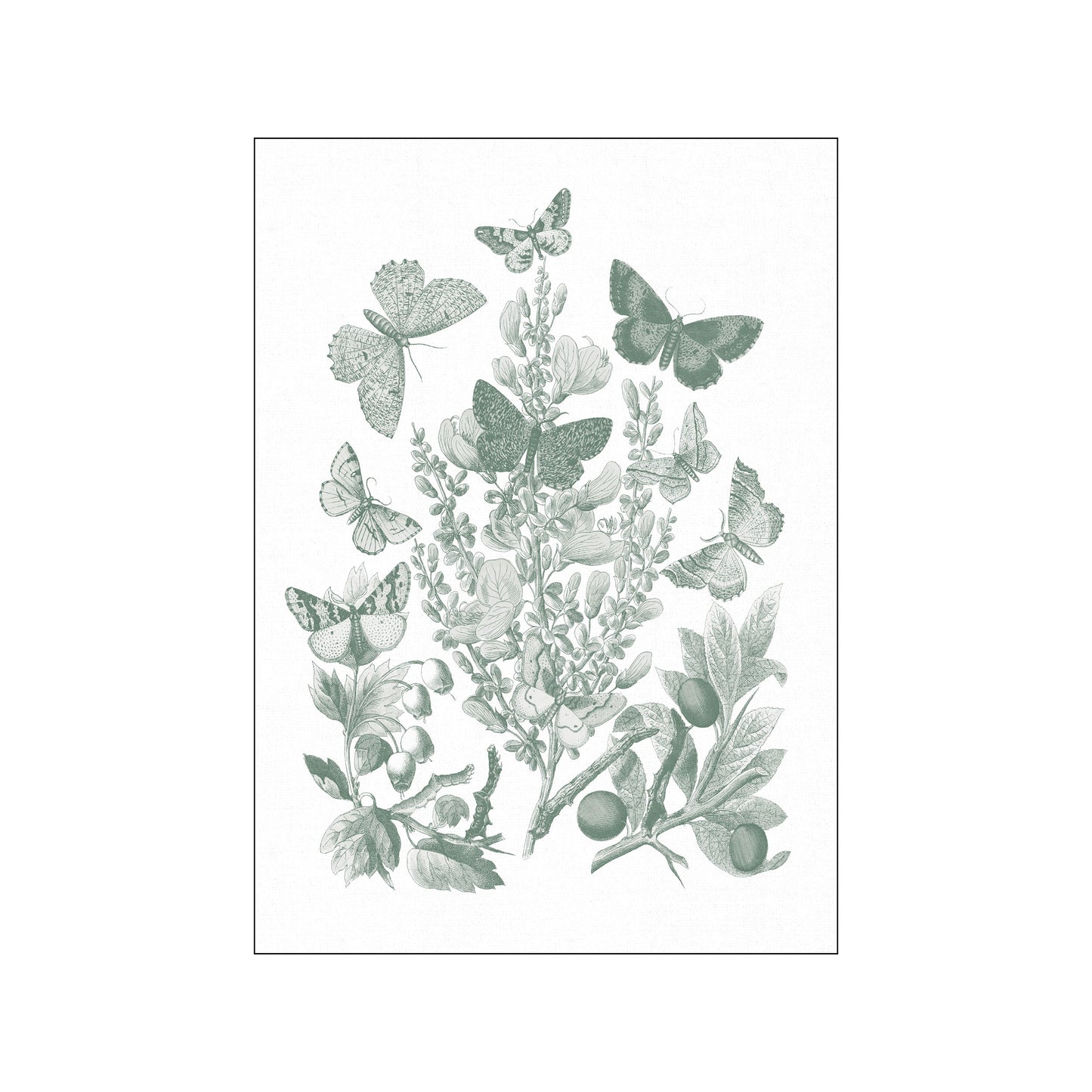 Butterfly Bouquet II Sage