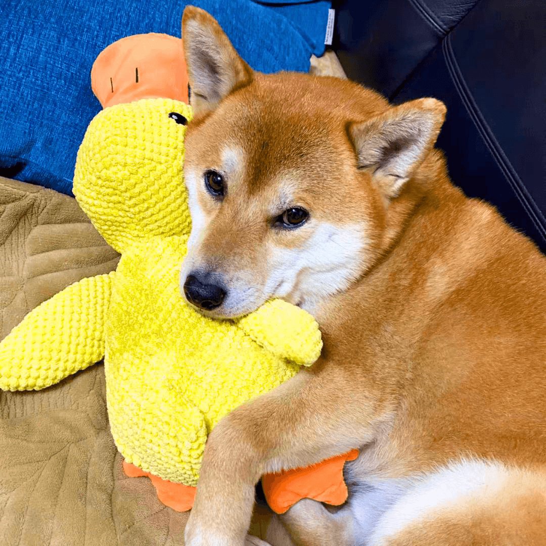 Frendorf | CalmBuddy Beruhigungsente für Hunde | Stressabbau | Spielzeug mit beruhigendem Duft | Hunde-Wohlbefinden