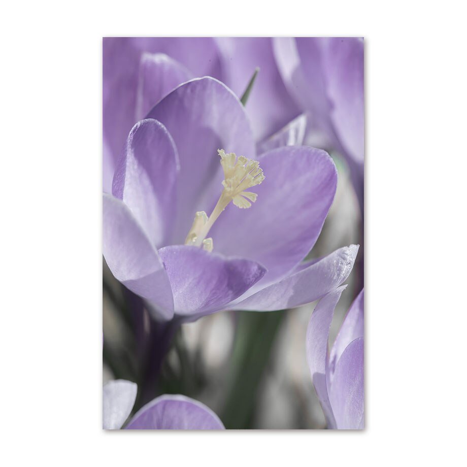 Küstenlavendel Lilie Magnolie Wandkunst Poster