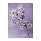 Küstenlavendel Lilie Magnolie Wandkunst Poster