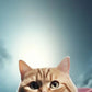 Frendorf | Hübsche Superman Katze Wandkunst