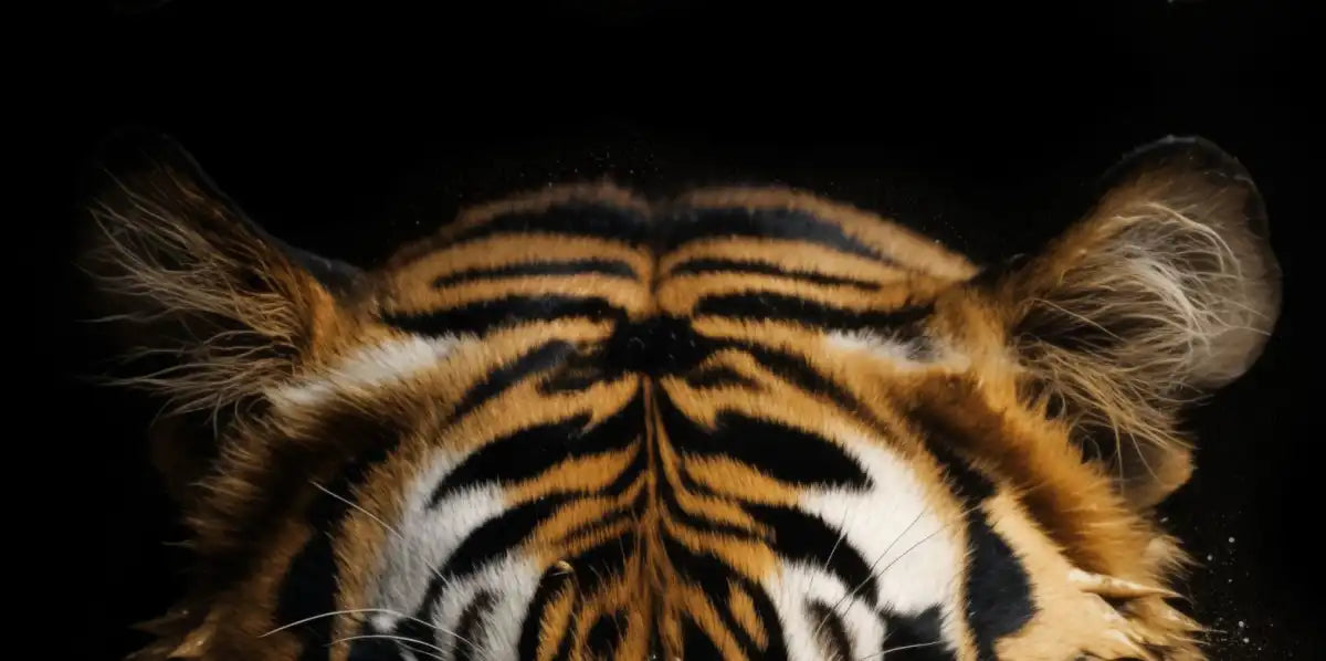 Frendorf | Dunkle Tiger Wandkunst