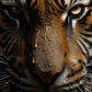 Frendorf | Dunkle Tiger Wandkunst