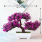 Pflanzen Bonsai