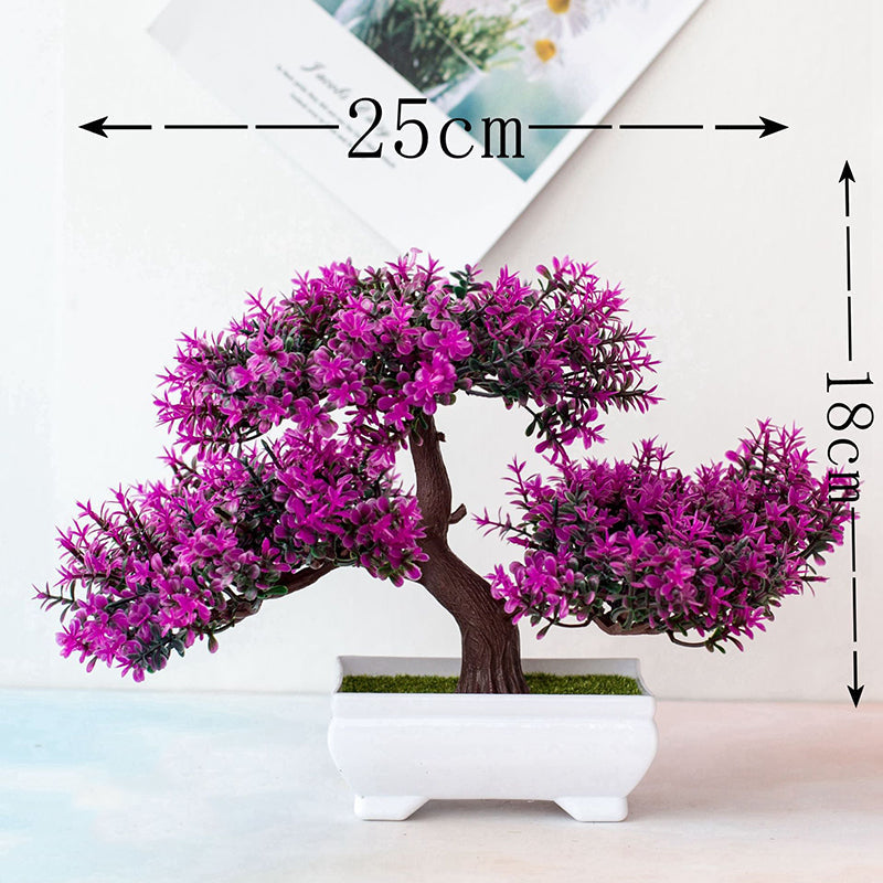 Pflanzen Bonsai