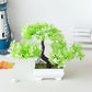 Pflanzen Bonsai