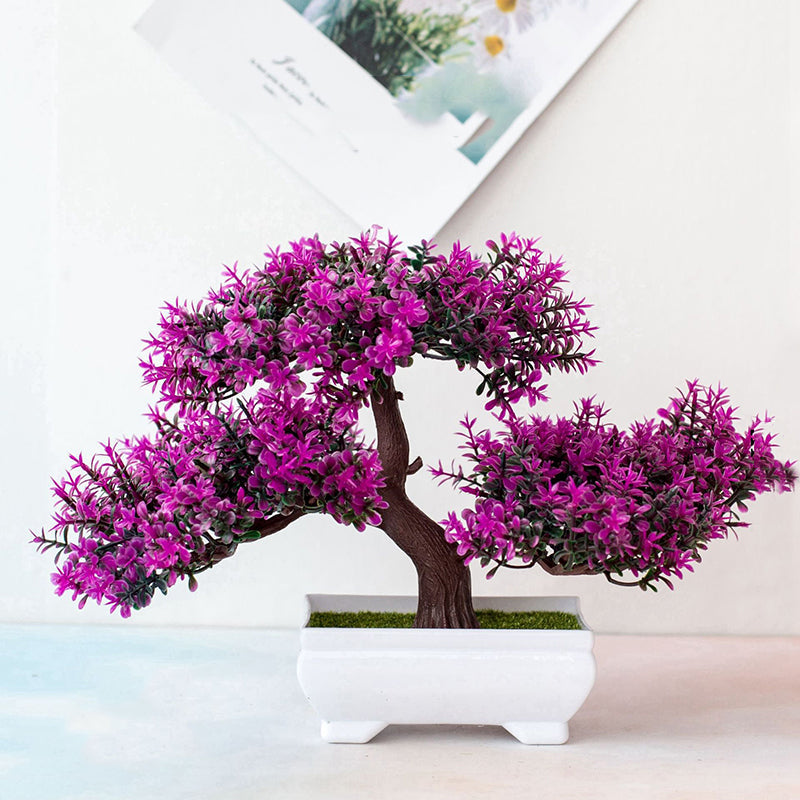 Pflanzen Bonsai