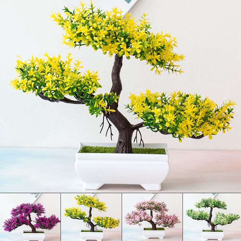Pflanzen Bonsai