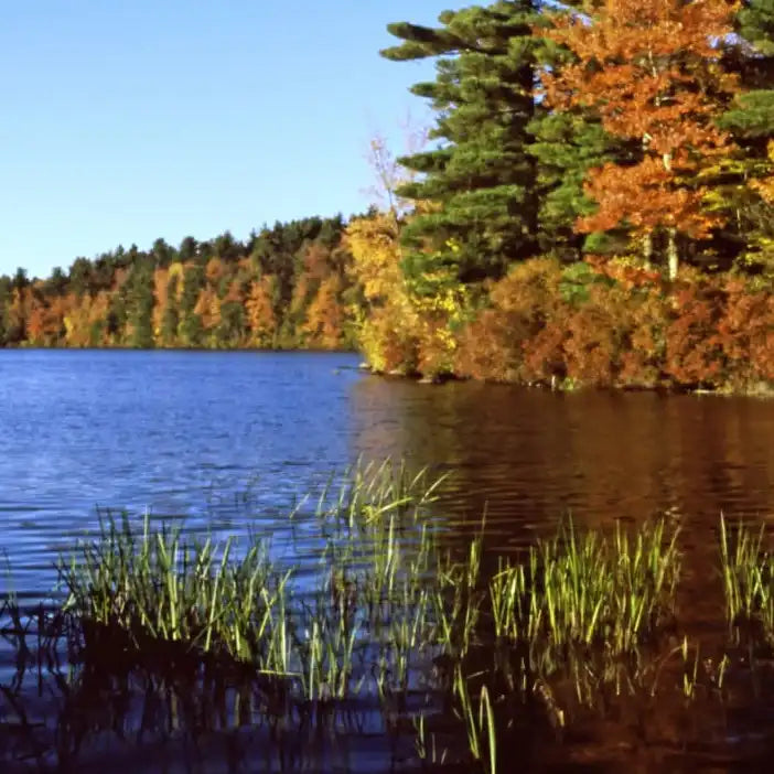 Frendorf | Herbstfarben entlang eines New England Sees Wandkunst