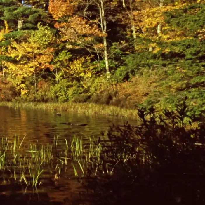 Frendorf | Herbstfarben entlang eines New England Sees Wandkunst