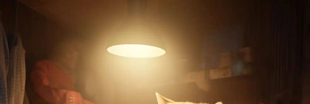 Frendorf | Fette faule Katze lesende Wandkunst