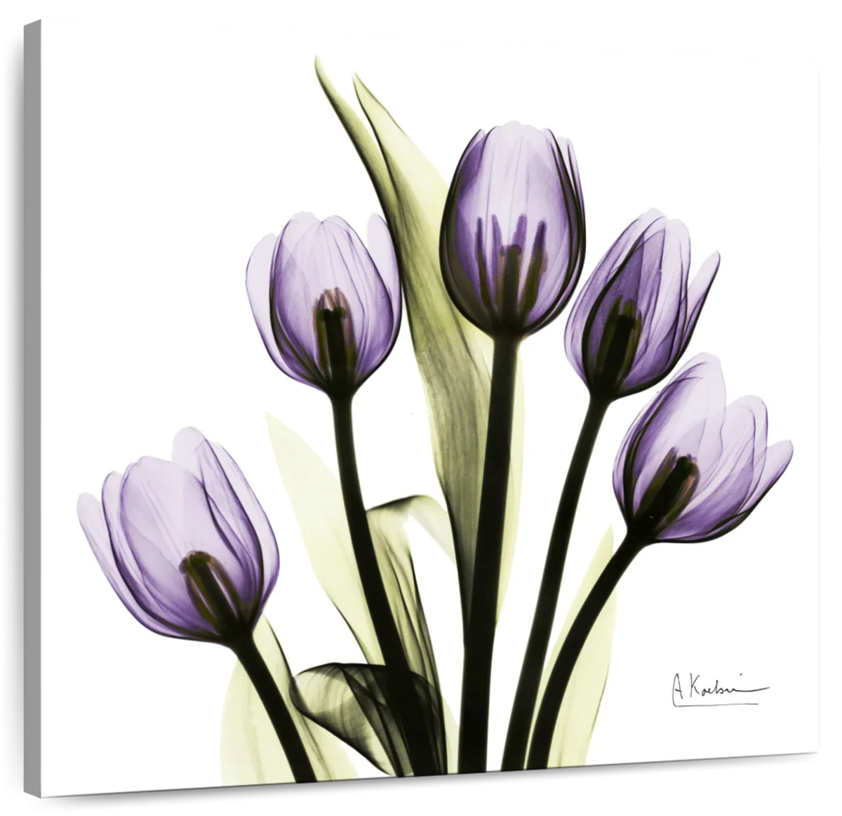 Frendorf | Lila Tulpe Quadrat Wandkunst