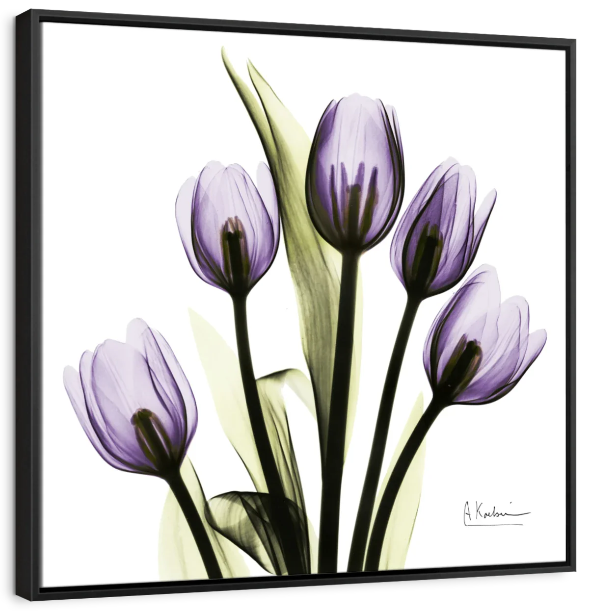 Frendorf | Lila Tulpe Quadrat Wandkunst
