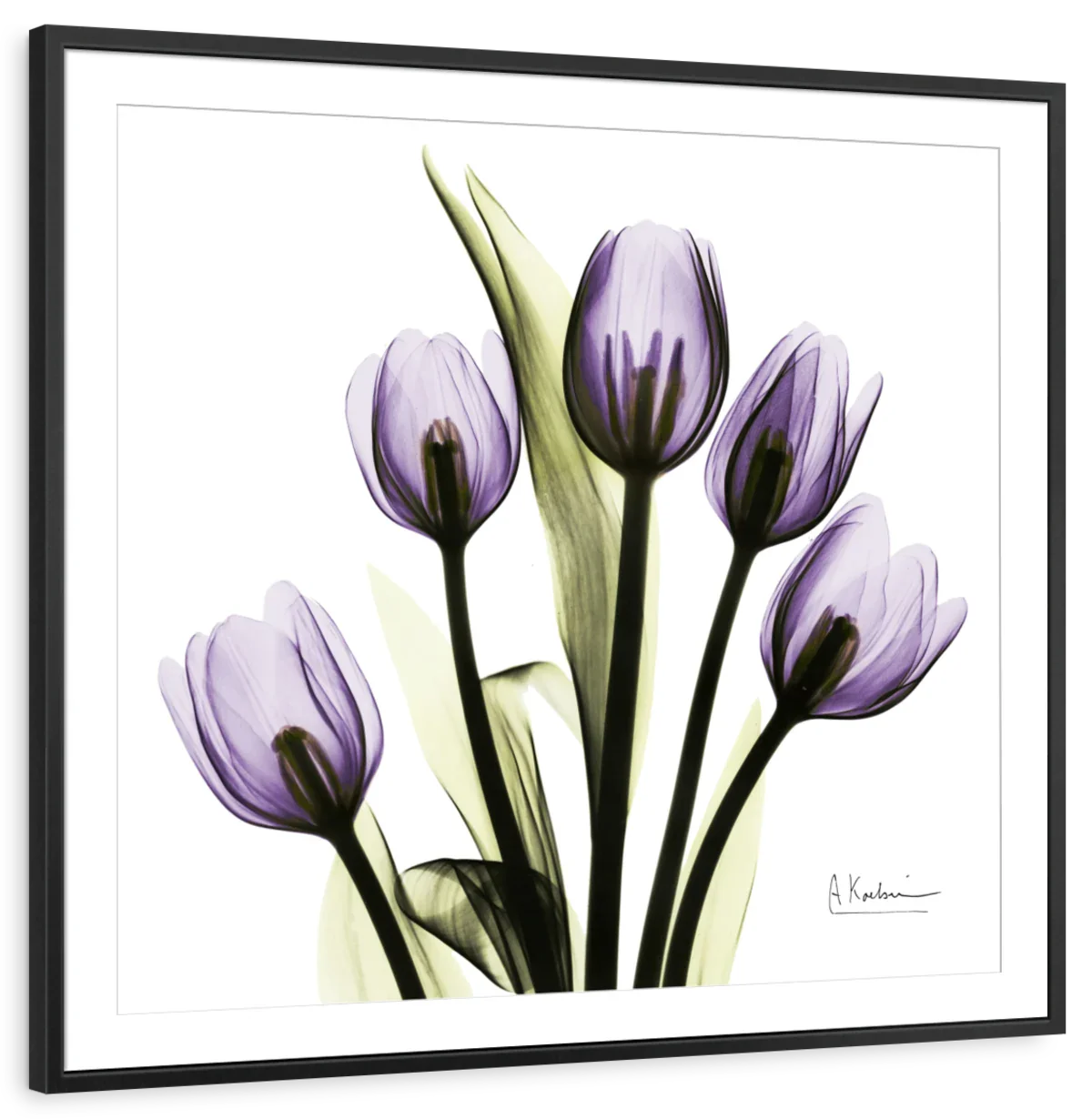 Frendorf | Lila Tulpe Quadrat Wandkunst