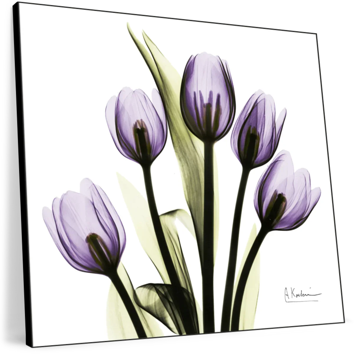Frendorf | Lila Tulpe Quadrat Wandkunst
