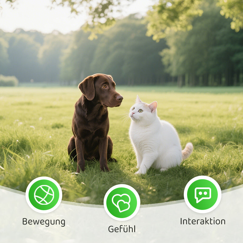 Frendorf |  CatPlay – Jagen, spielen, juchzen – der Spaß für deine Katze!