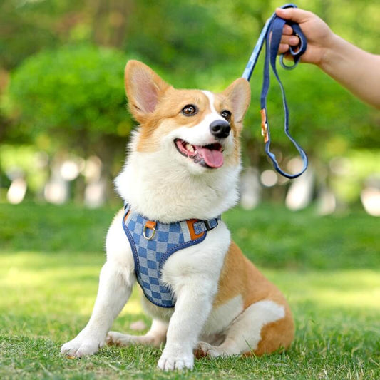 Anti-Zieh-Hundegeschirr Spaziergang Set