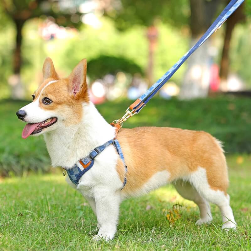 Anti-Zieh-Hundegeschirr Spaziergang Set