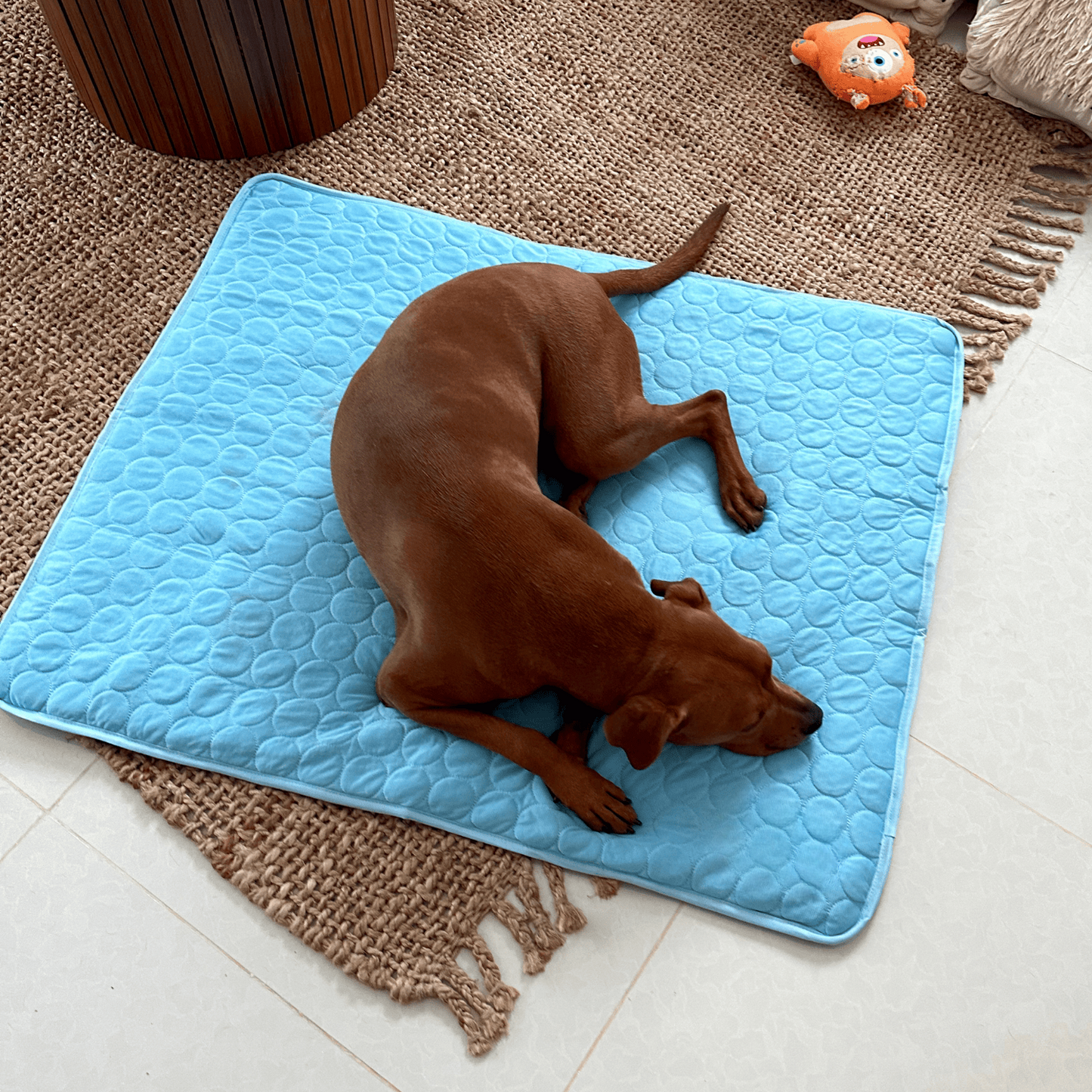 Frendorf | Innovative Kühlmatte für Hunde (4x Kühlkraft) - ChillComfort