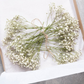 Frendorf | BloomAura Natürliche Getrocknete Schleierkraut-Blüten | Dekorative Trockenblumen | Vielseitige Deko für Zuhause & Events