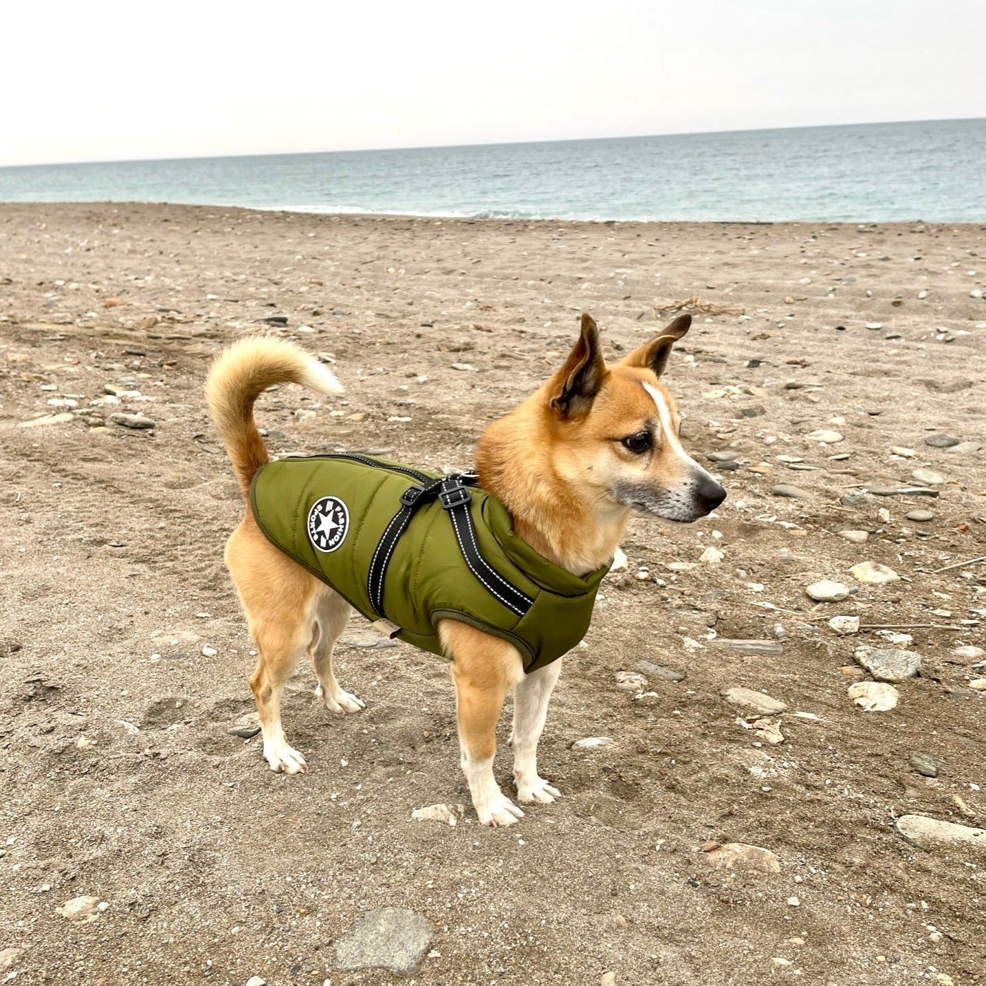 Frendorf | DoggyKönig 3 in 1 Jacket